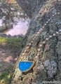 Lagoon Bezel Necklace
